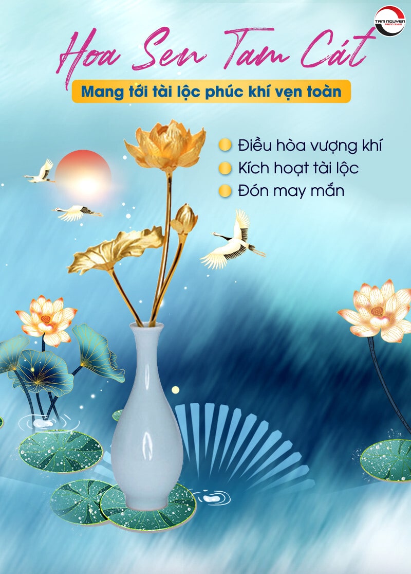 hoa sen tam cát